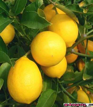 فروش نهال درخت میوه لیمو ترش